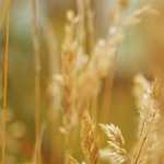 Lessons learned from the Great East Japan Earthquake: Implementing a Multiple Defense System in Community Development