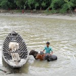 Testing successful solutions: <br />a collaborative approach to reducing animal losses from disasters