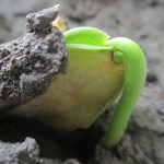 Freeing local people from top enforced pseudo development, Exploring their investable resources and checking the possibilities of partnering them to implementing Post- 2015 Framework for Disaster Risk Reduction